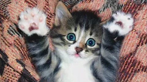 - Миу! Ты будешь моей мамой - маленькая котодевочка доверчиво протянула лапки женщине...