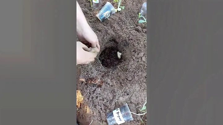 ЕСЛИ ХОЧЕШЬ БОГАТОГО УРОЖАЯ АРБУЗОВ, ПОСАДИ АРБУЗ ТАК!!! Как сажать арбузы!!!