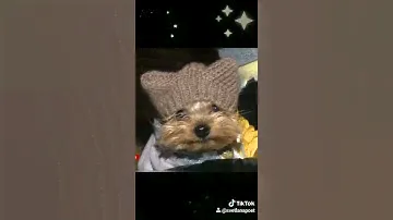 милый-йорк-в-шапочке