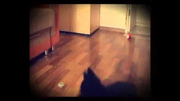 Victor VS Dracco Spin