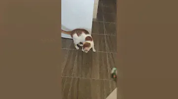 Лазерная указка для кошек с брелком CAPSBOARD CAT