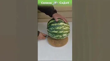 Сладчайший арбуз вырастили в Подмосковье!